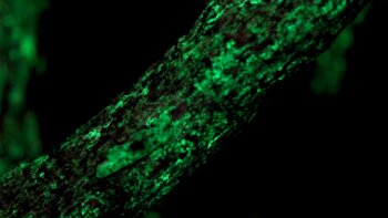 Glowing Fungii 